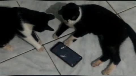 Gatinhos Fofos