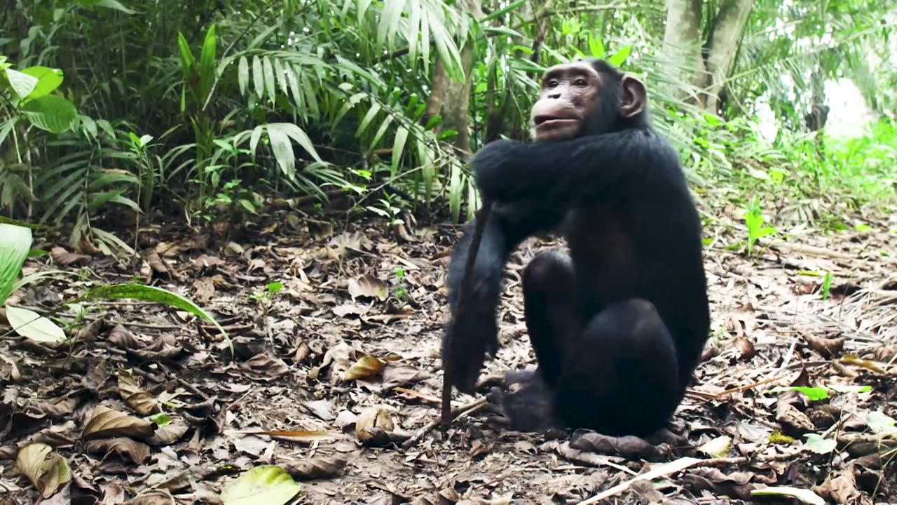 NASA Joins Jane Goodall to Conserve Chimpanzee Habitats