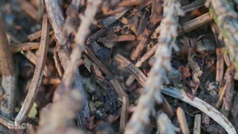 Inside the Ant Colony _ SLICEInside the Ant Colony _ SLICE