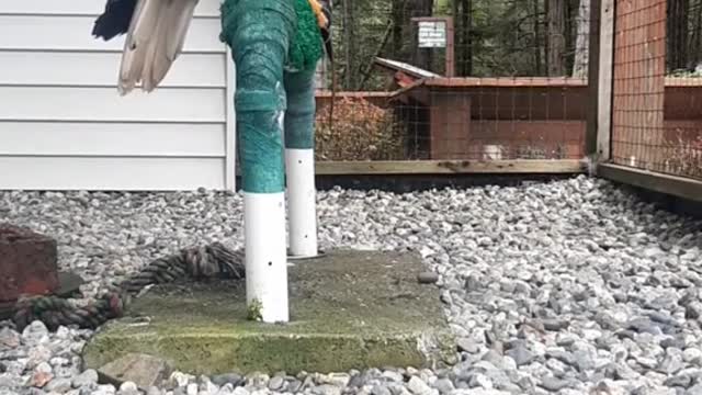 birdsoftiktok#eagle