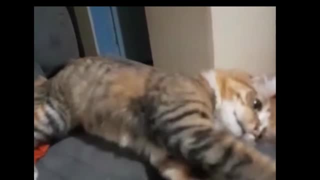 Cute funny orange cat loves playing