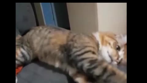 Cute funny orange cat loves playing