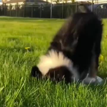 Funny Animals fails😹 #Shorts