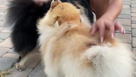 Watch this little girl playing with her young female dogs and rubbing them with her hands