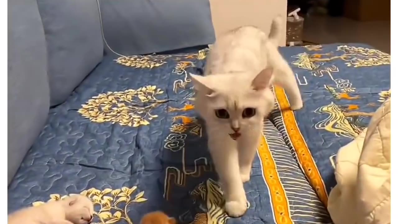 Cats