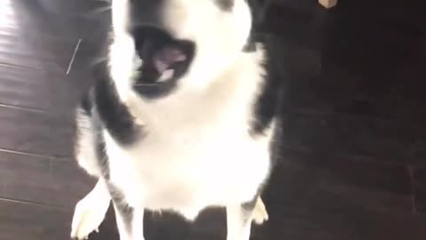 Arguiment with Husky 😅