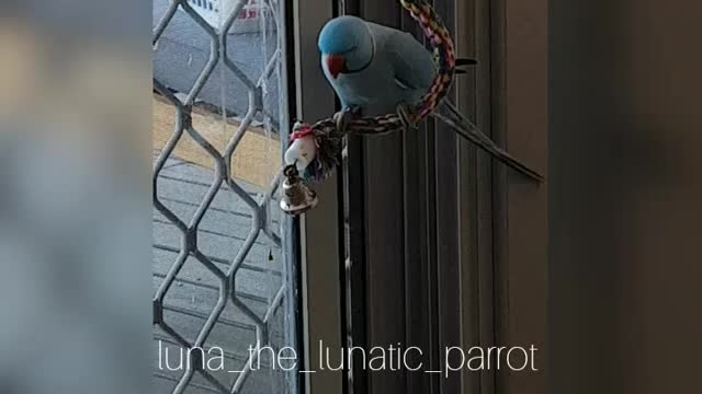 Bouncing Parrot