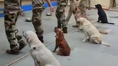 CISF dog squad feeading routine