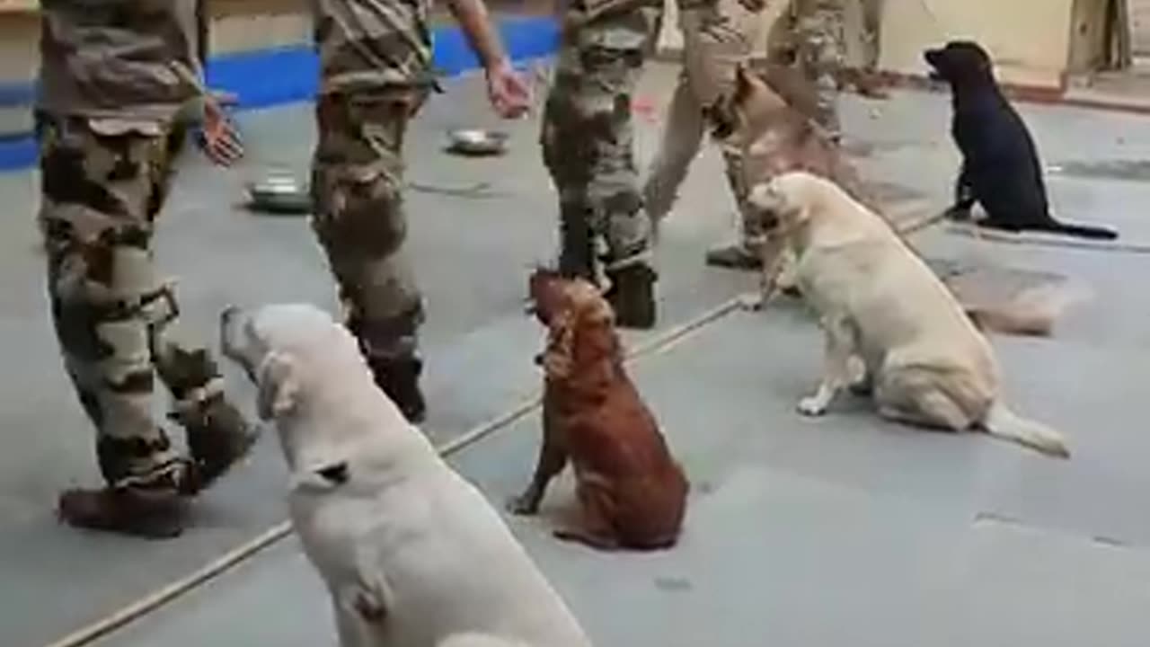 CISF dog squad feeading routine