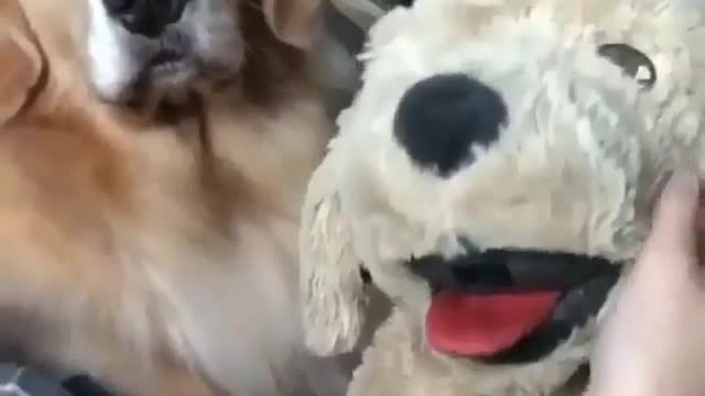 A hairy dog