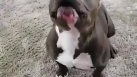 Dog training