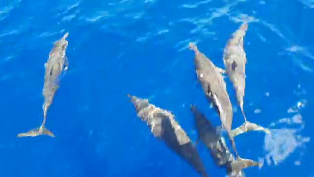 AMAZING DOLPHINS - FUNNY DOLPHINS - Sri Lanka