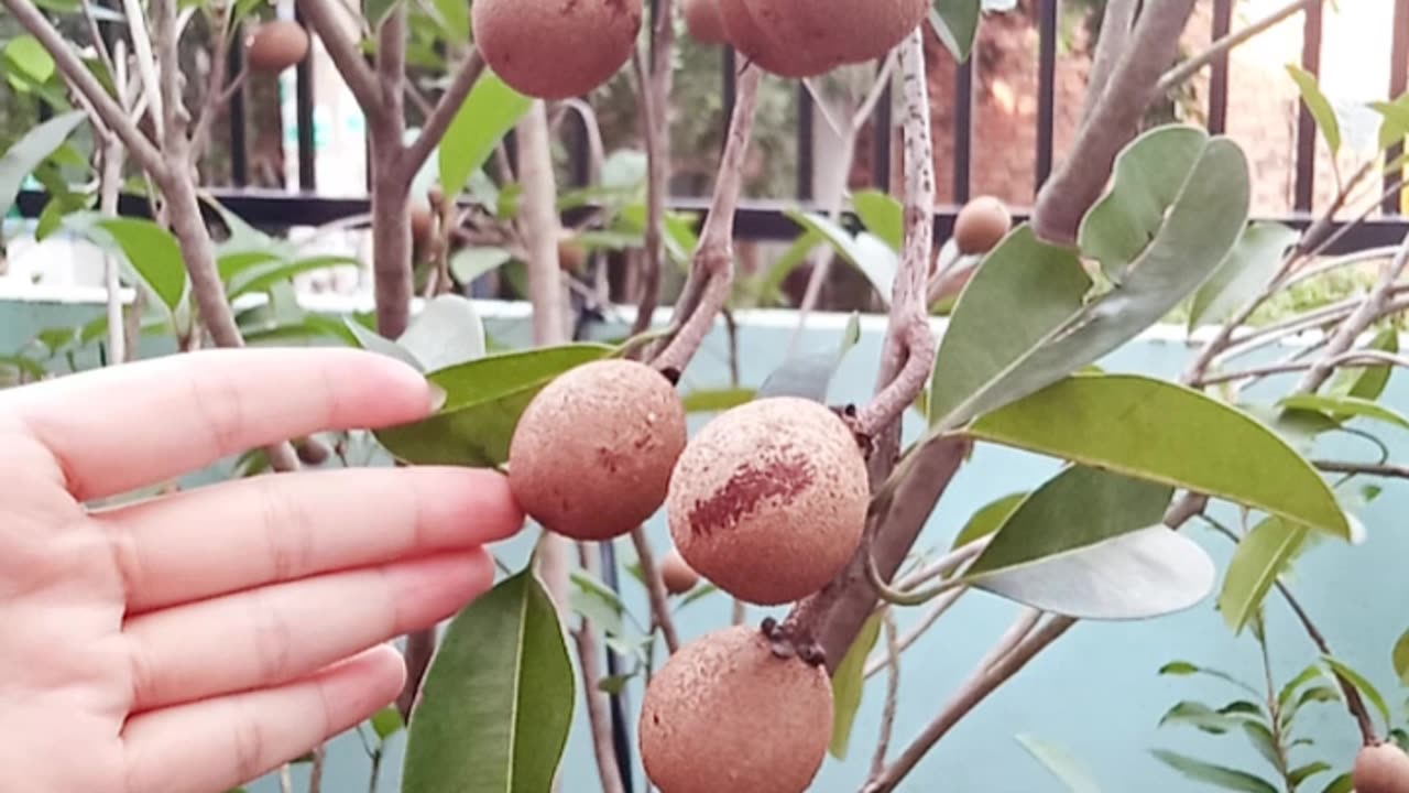 Sapodilla Tree