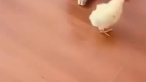 cat and bird hahahaha