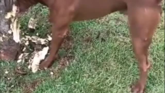 Dog Short Video ll #Short ll puppy Short Video