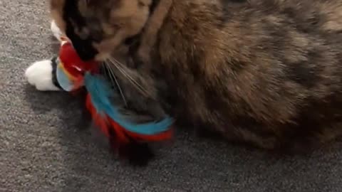 Cat play