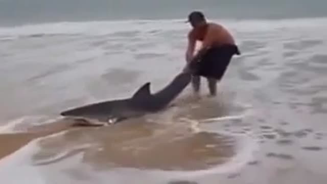 Real shark Man has to be taken in water