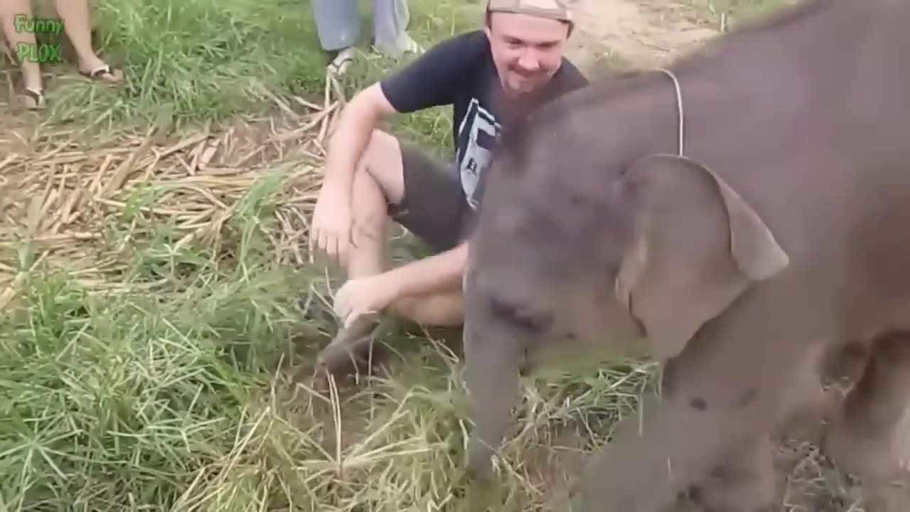 most funny and cute baby elephant videos