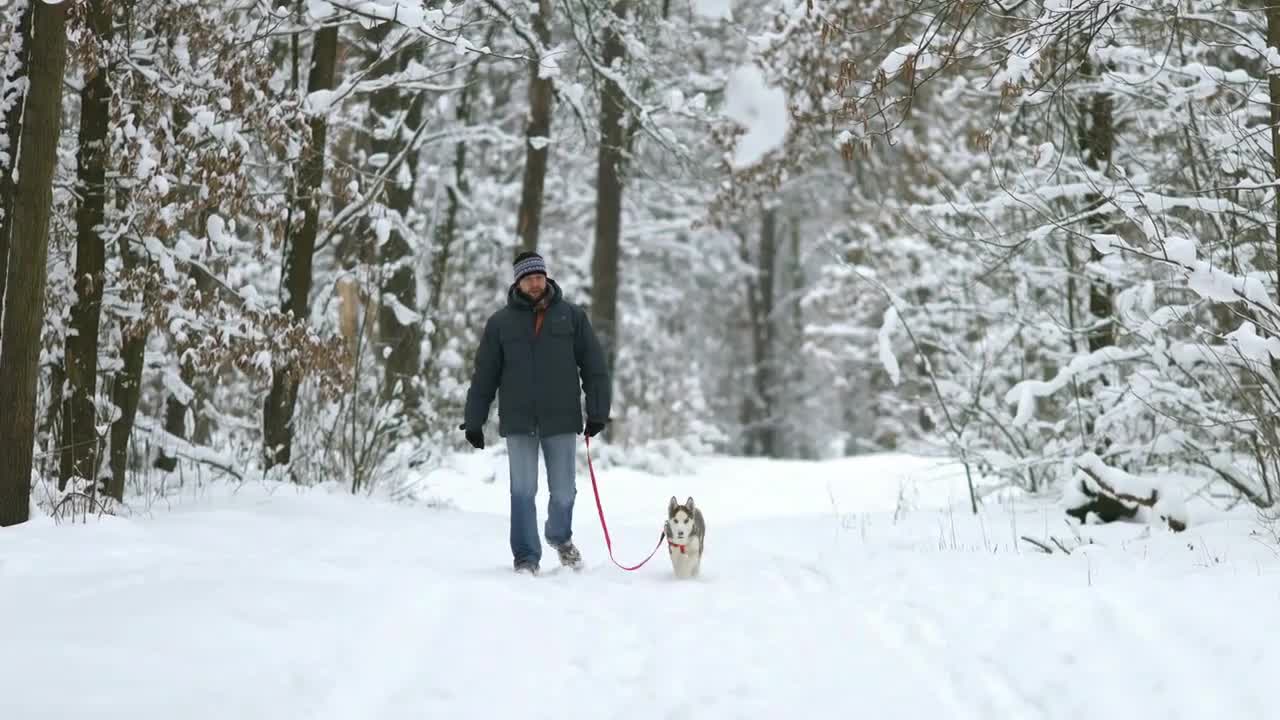 The man walk in the snowy forest with a dog. Real time capture