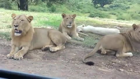 lioness opens car door and passengers despair. 😂😂😂