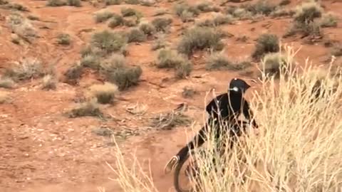 Guy does a jump on his bike in the desert and lands on his crotch