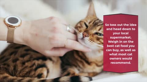The Basic Know How About Cat Care.