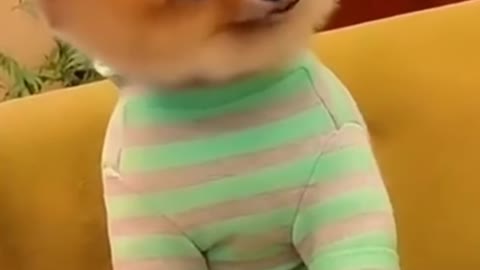 Funny and Cute Dogs Videos Compilation