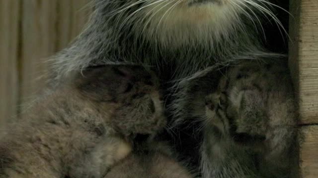 lynx with cubs