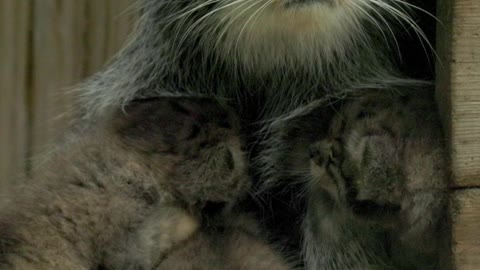 lynx with cubs