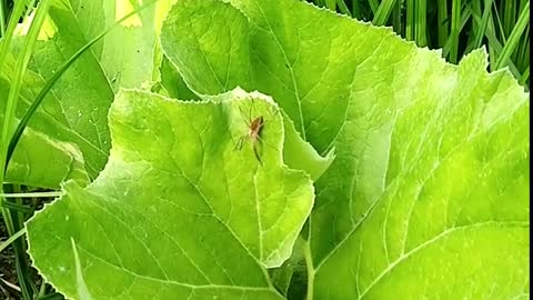 The most beautiful spider. Beautiful Russian nature.