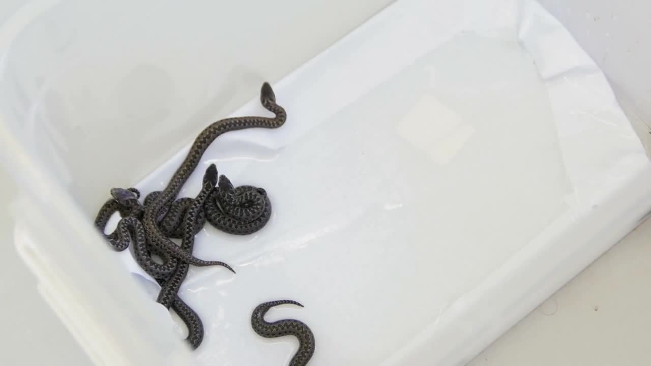 Group of 1 day old newborns Snakes in a terrarium meadow viper Vipera ursinii