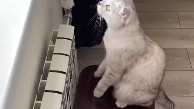 Special Window Balcony for cute cat 😻😻 | make your cat happy