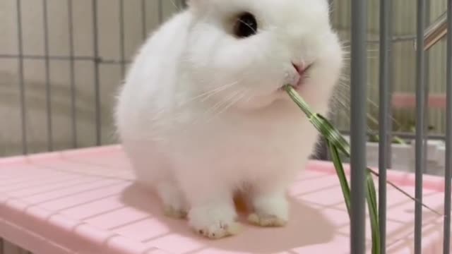 A cute little rabbit