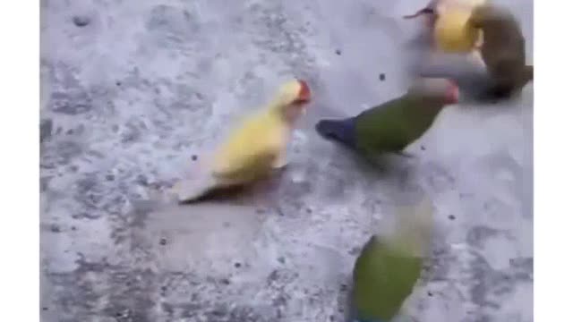 Parrots playing basketball .. Funny birds