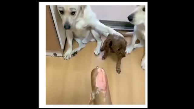 Funny Dog Video 2022 Dogs Tattle on Guilty Dog