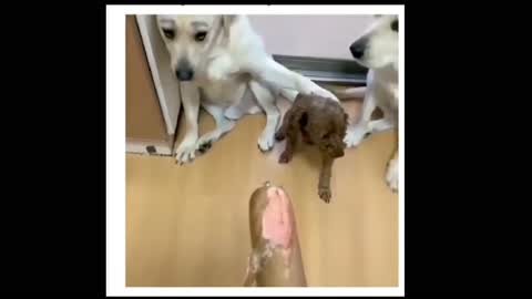 Funny Dog Video 2022 Dogs Tattle on Guilty Dog