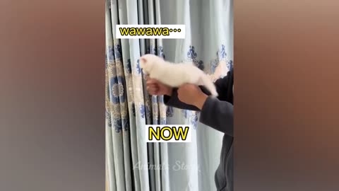 trending Funny animals. comedy videos