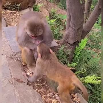 Monkey playing with their baby monkey