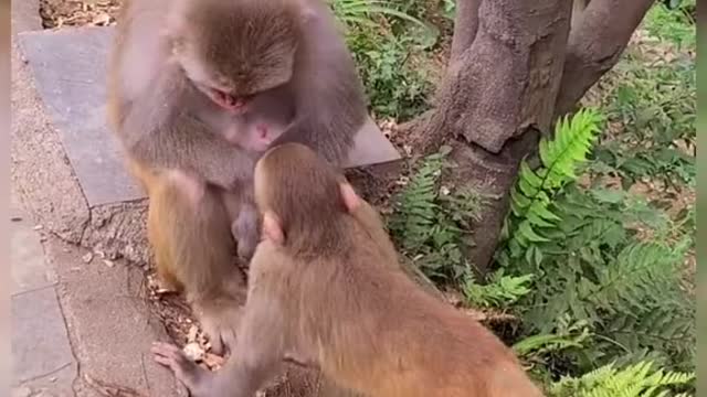 Monkey playing with their baby monkey