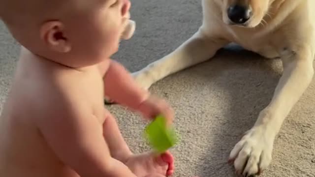 Baby and Dog so sweet playing togather #babydog#Dog#baby