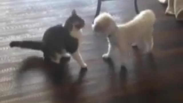 Dog body slam cat