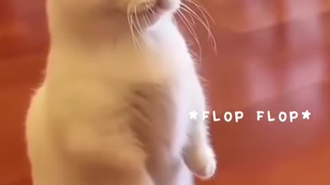 cute cat🐈🚤