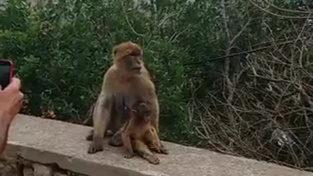 Mom monkey with her cub.