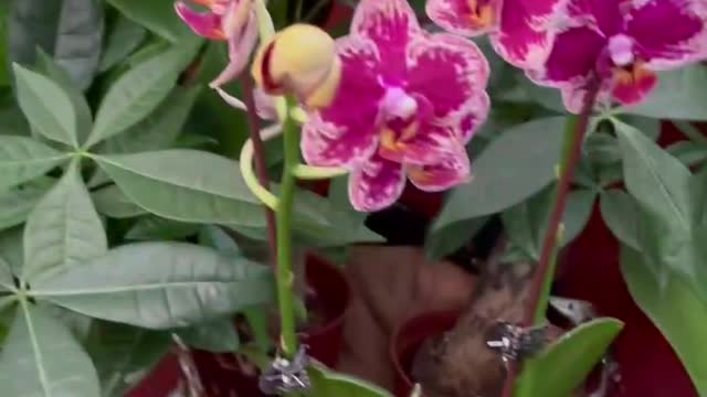 moth orchid