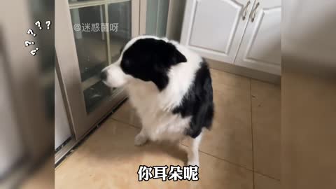 Funny pet dog