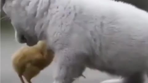 Cute Puppy Playing with Chickens