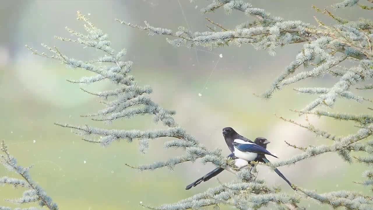 Emotional touching scenes of birds