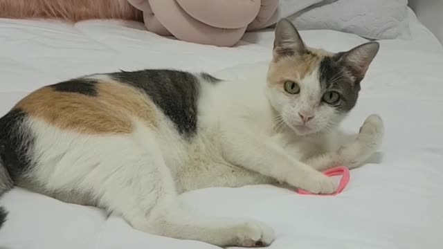 Gata brincando de pegar lacinho em cima da cama