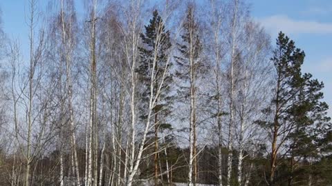 "ВАЛЬСИРУЮЩАЯ ВЕСНА"... (Фото Галины Кан (Томск) - Нижегородский Русский Народный Оркестр)