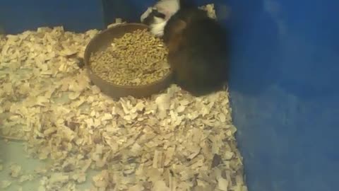 2 abyssinian guinea pigs relax and sleep next to the food [Nature & Animals]